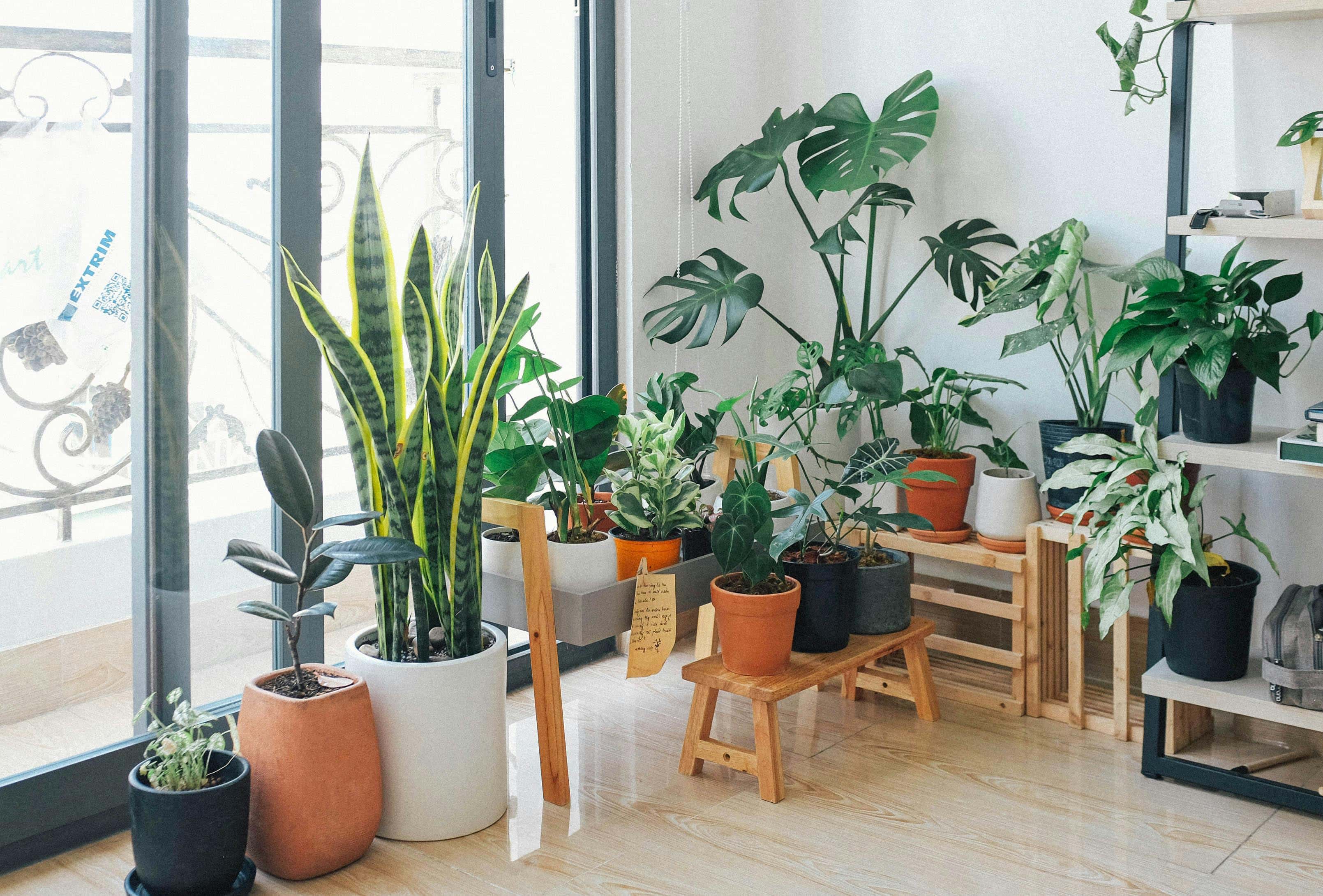 The importance of plants in the home
